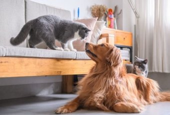 🐾 7 Điều Cần Biết Về các bạn bốn chân Chó Mèo Và Không Khí Sạch