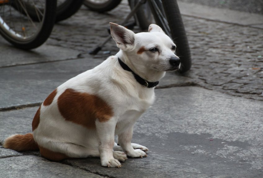 Longevity for your dog