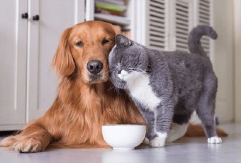 10 Kinh Nghiệm Nuôi Chó Mà Người Mới Bắt Đầu Cần Biết Để Thú Cưng Luôn Khỏe Mạnh