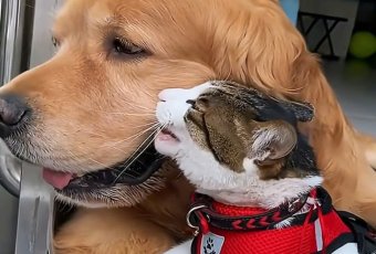 Chọn gì cho việc ăn uống cho các bé bốn chân yêu thương của mình? 🐾